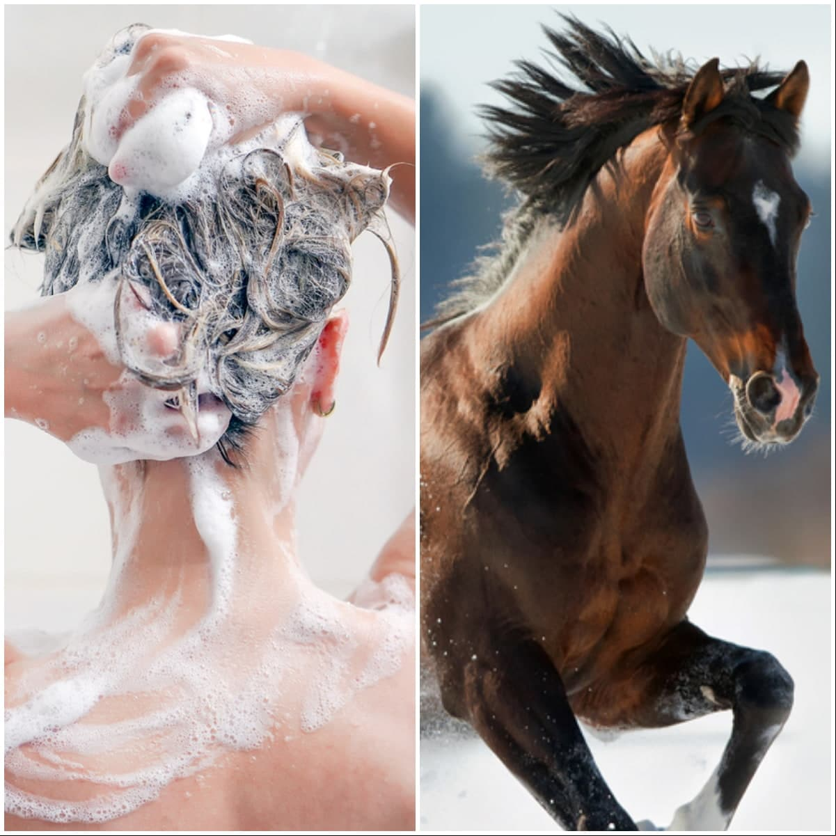 Shampoo de caballo: ¿Es cierto que acelera el crecimiento del cabello?