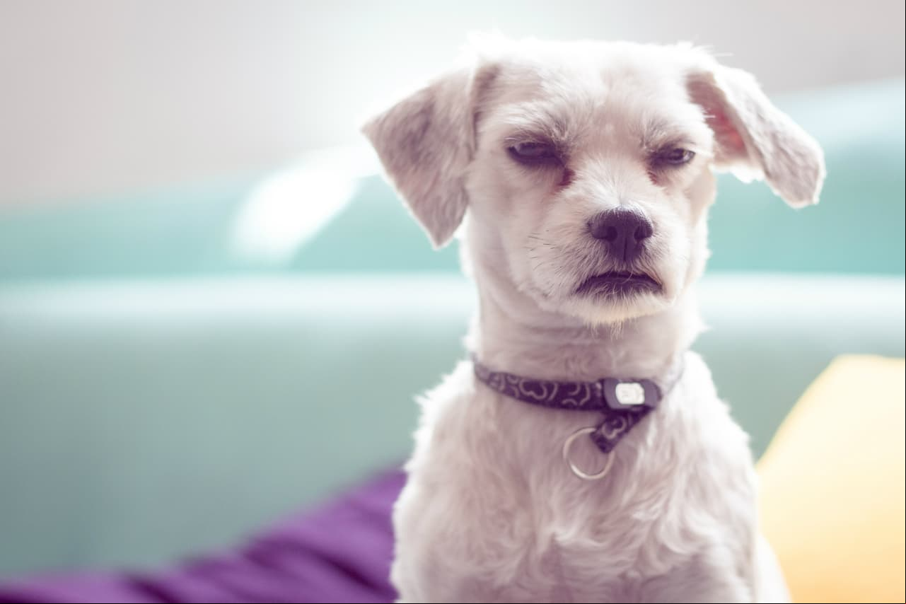 ¿Cómo identificar que mi perro está enojado conmigo?