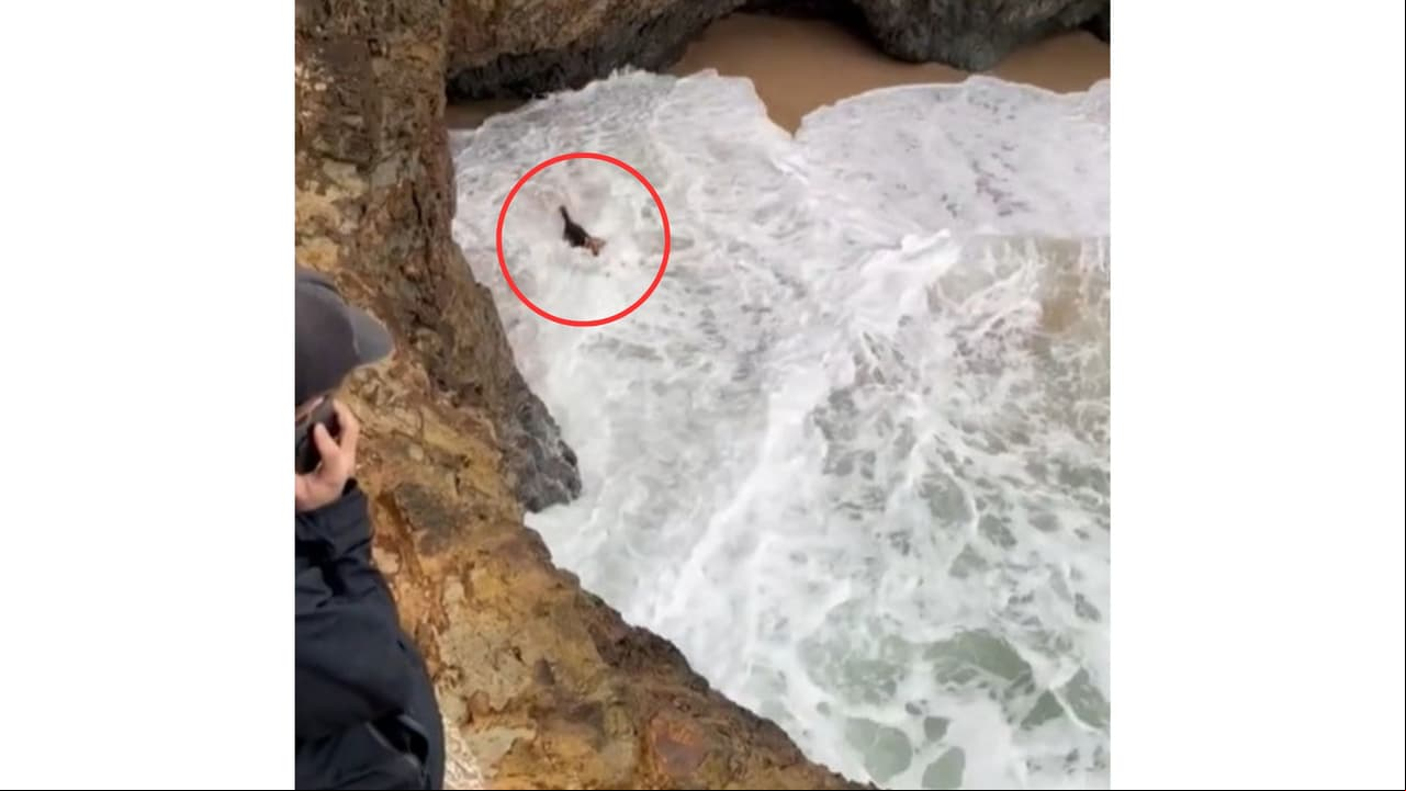 Perrito cae de un acantilado y queda atrapado en peligrosa playa: así fue su rescate