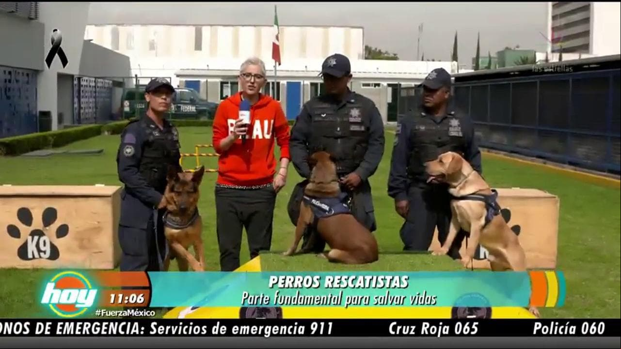 ¡Perros rescatistas!