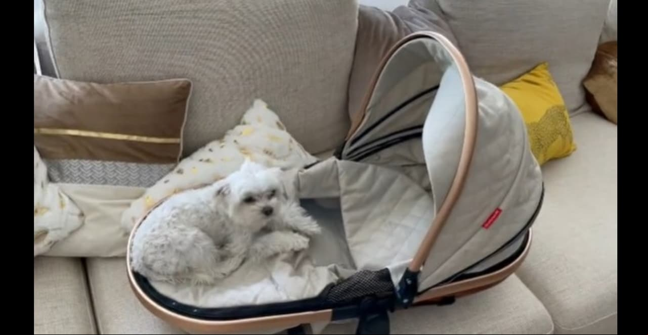 Todo está más que listo para su llegada, aunque 'Lupita Pina', la mascota de la familia, se apoderó de algunos de los artículos destinados para la bebé. "Empezaron los problemas familiares ! Lo que querían los Haters !!! @lupiipina que vamos a hacer contigo ? #teampinatti", compartió el nuevo papá.