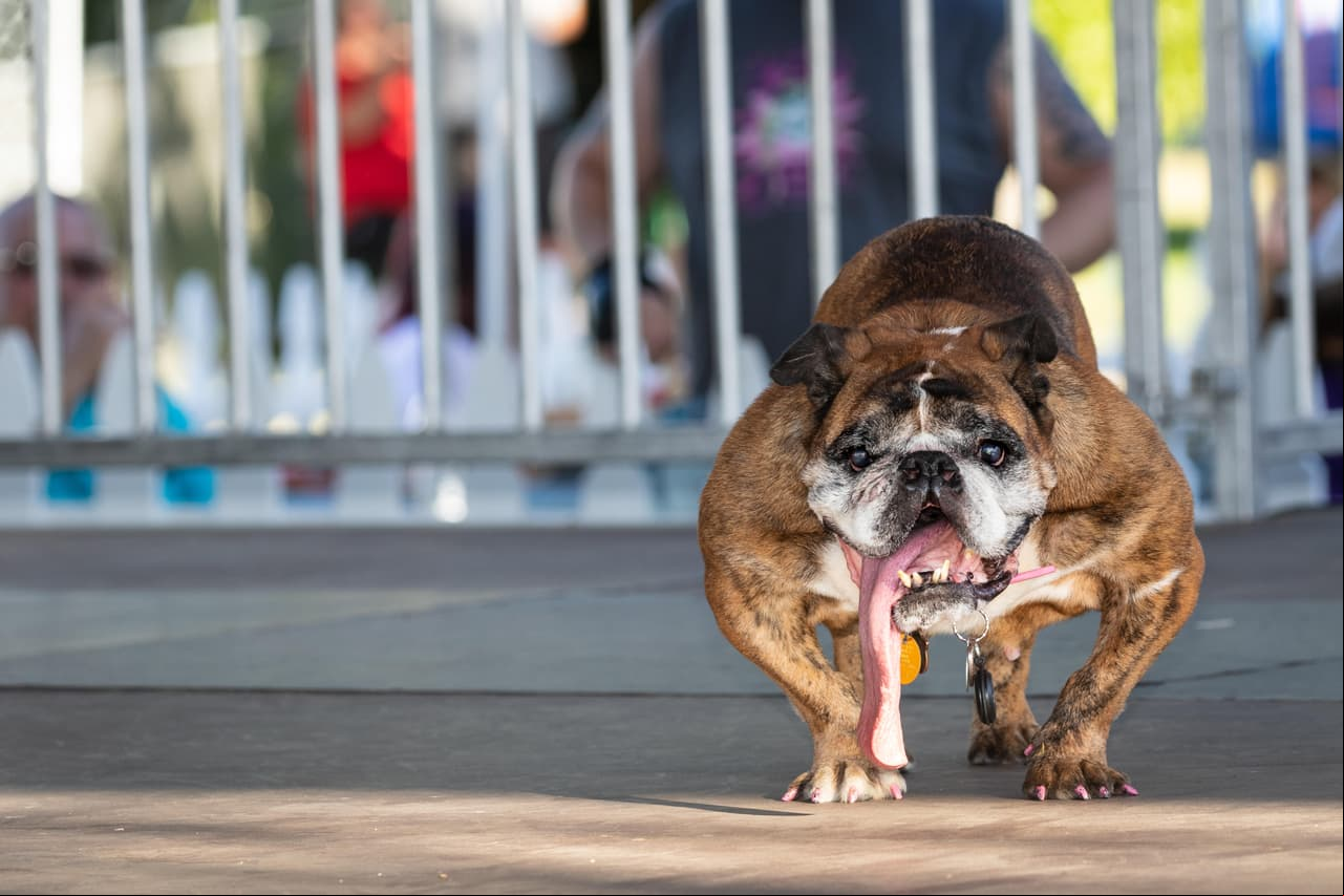 Tiene 9 años y ganó una competencia que avala su fealdad