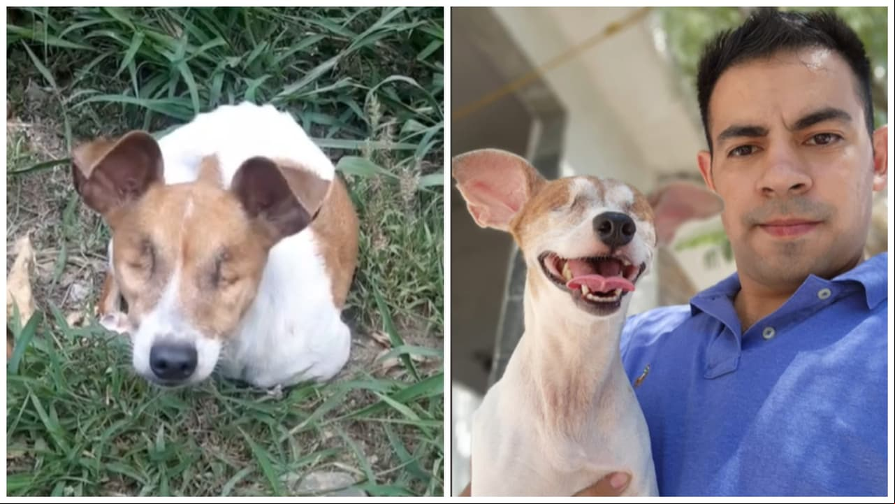 "La tiraron como basura": Rescatan a perrita sin ojos y su historia hace llorar a TikTok