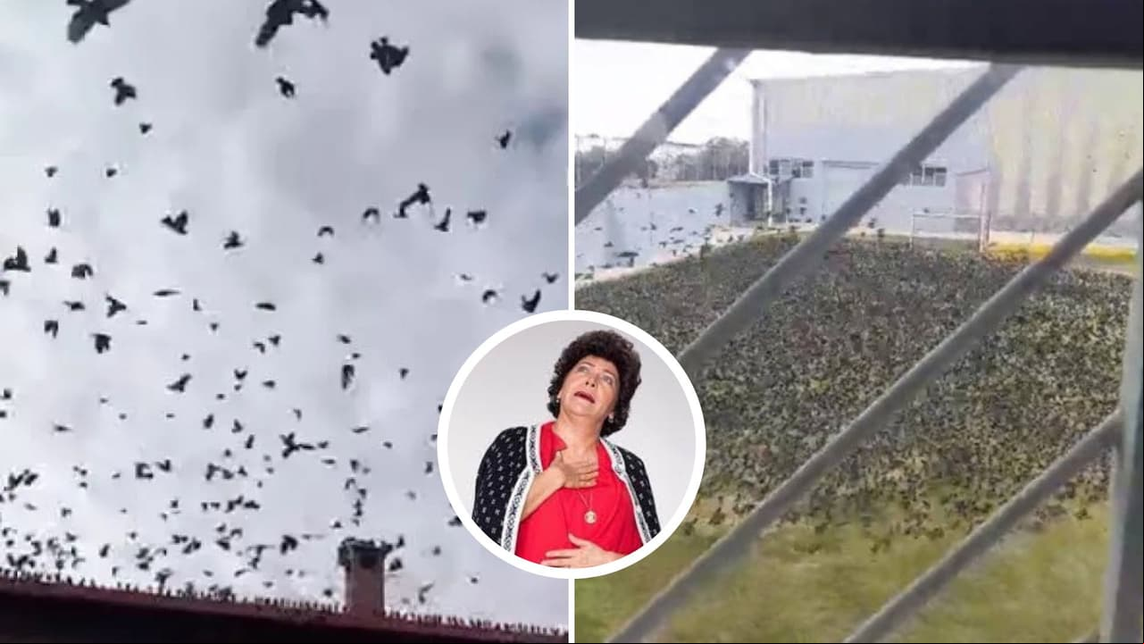 Miles de pájaros negros invaden Estado de México como en película de terror: video causa terror