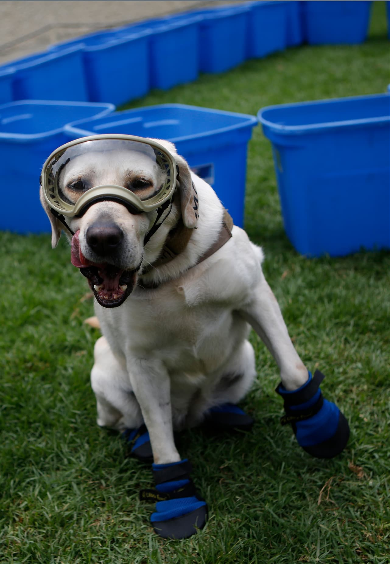 La perrita Frida brilló en el desfile del 16 de septiembre