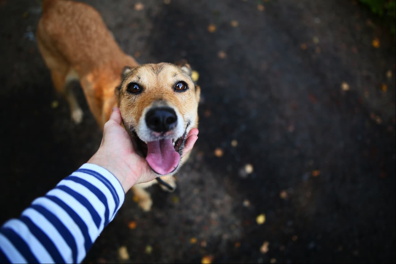 Perrita finge ser de la calle para conseguir ¡hamburguesas gratis!