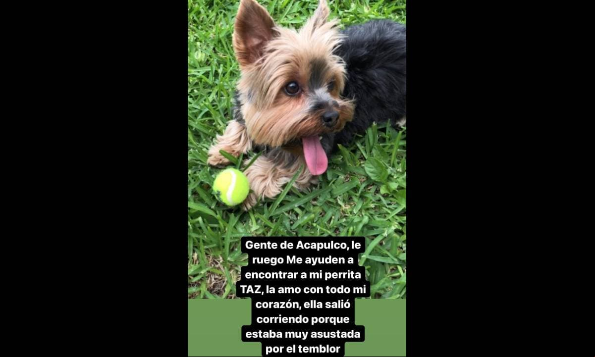 Ingrid Martz pierde a su perrita en pleno sismo y pide ayuda